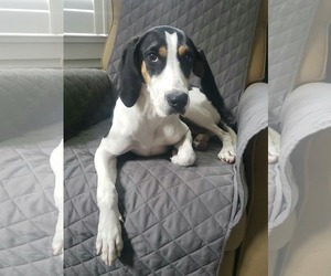 Treeing Walker Coonhound Dogs for adoption in Greenville, SC, USA
