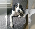 Small Treeing Walker Coonhound