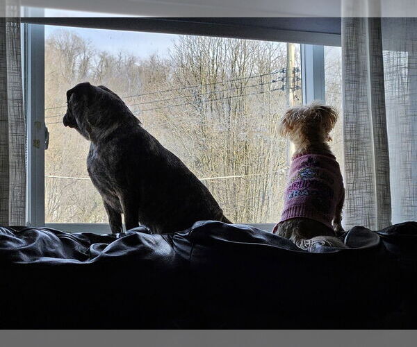 Medium Photo #3 Pug-Shih Tzu Mix Puppy For Sale in Springdale, PA, USA