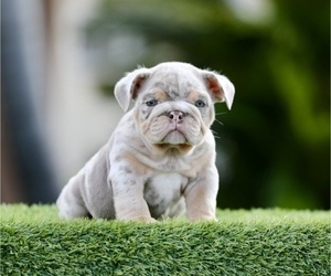 English Bulldog Puppy for sale in NASHVILLE, TN, USA