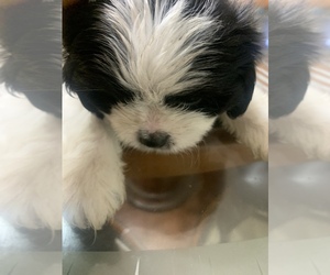 Shih Tzu Puppy for sale in HOMESTEAD, FL, USA