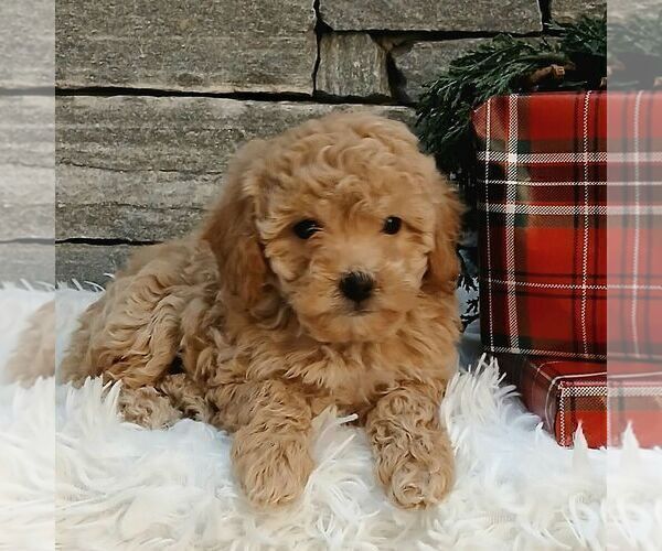 Medium Photo #3 Poodle (Miniature) Puppy For Sale in GORDONVILLE, PA, USA