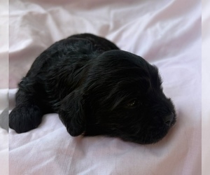 Medium Cavapoo