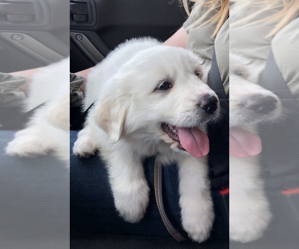 Medium Photo #10 Great Pyrenees Puppy For Sale in DEERFIELD, OH, USA