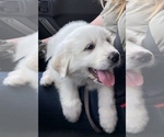 Small Photo #10 Great Pyrenees Puppy For Sale in DEERFIELD, OH, USA