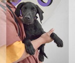 Small #2 Mutt