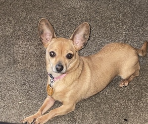Chiweenie Puppy for sale in KINGMAN, AZ, USA
