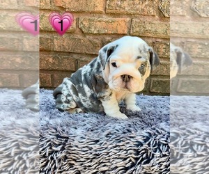 English Bulldog Puppy for sale in SODDY DAISY, TN, USA