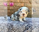 Small English Bulldog