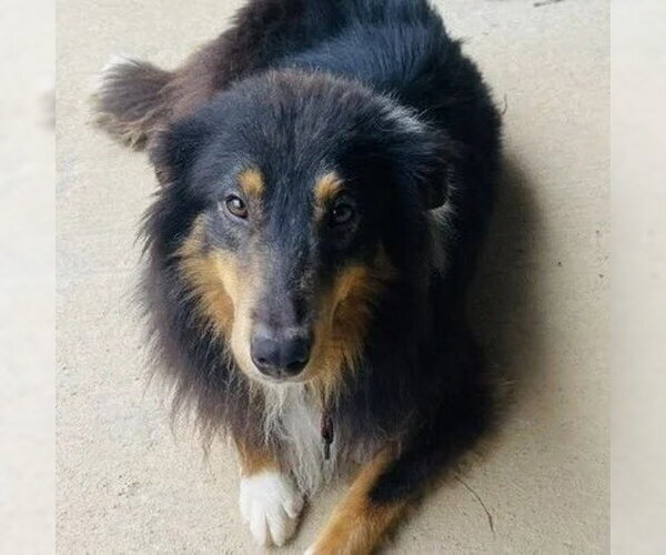 Medium Photo #2 Collie-Unknown Mix Puppy For Sale in Dublin, OH, USA