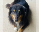 Small #1 Collie Mix