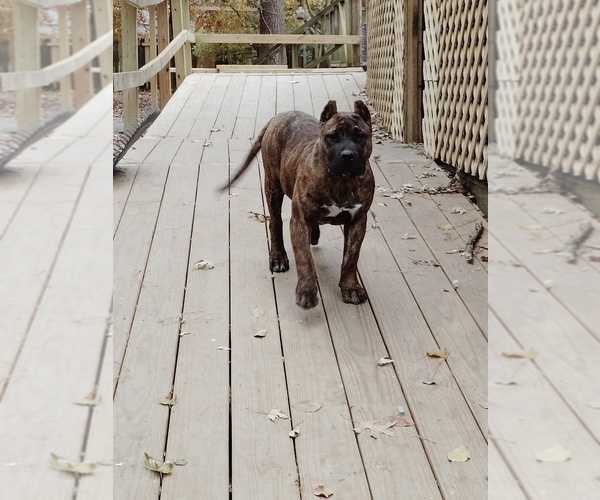 Medium Photo #1 Presa Canario Puppy For Sale in FAYETTEVILLE, NC, USA