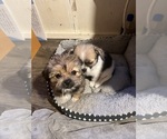 Small #14 Shorkie Tzu