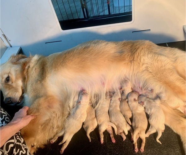 Medium Photo #2 Golden Retriever Puppy For Sale in STELLA, NC, USA