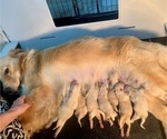 Small Photo #2 Golden Retriever Puppy For Sale in STELLA, NC, USA