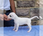 Small Photo #8 Dogo Argentino Puppy For Sale in NEWNAN, GA, USA
