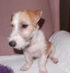 Small Photo #3 Jack Russell Terrier Puppy For Sale in AIKEN, SC, USA