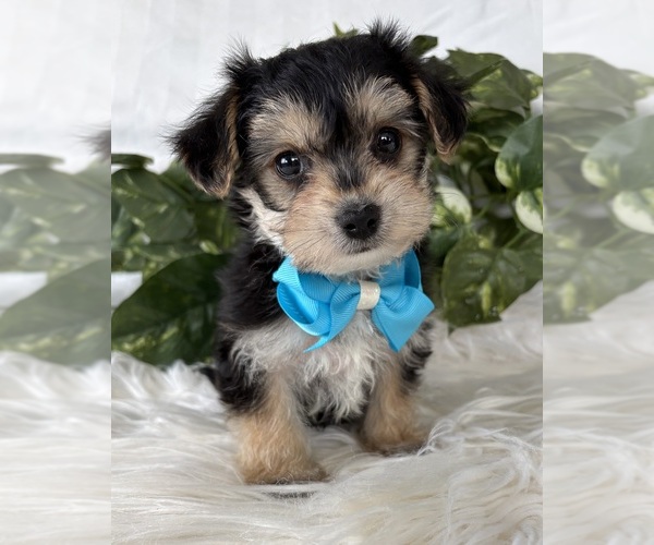 Medium Photo #20 Morkie Puppy For Sale in ROCK STREAM, NY, USA