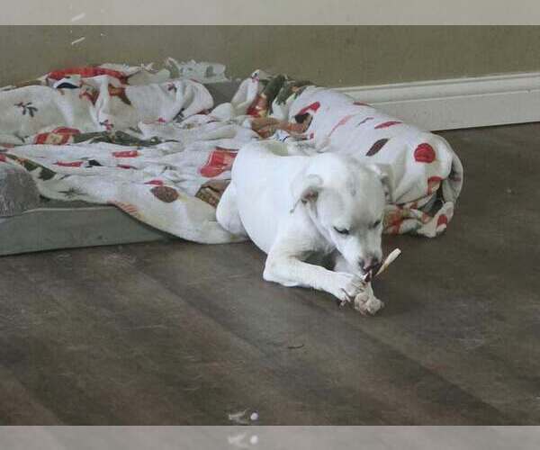 Medium Photo #2 Labbe Puppy For Sale in Aurora, IN, USA