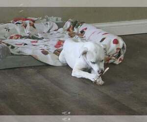 Delaware : Bear - Male Labbe Dog for Adoption - Photo #2