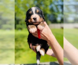 Bernese Mountain Dog Puppy for sale in RENSSELAER, NY, USA