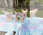 Small #7 Poodle (Toy) Mix