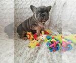 Small French Bulldog