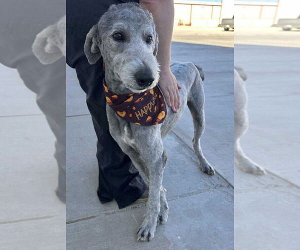 Medium Photo #2 Poodle (Standard)-Unknown Mix Puppy For Sale in Grafton, WI, USA