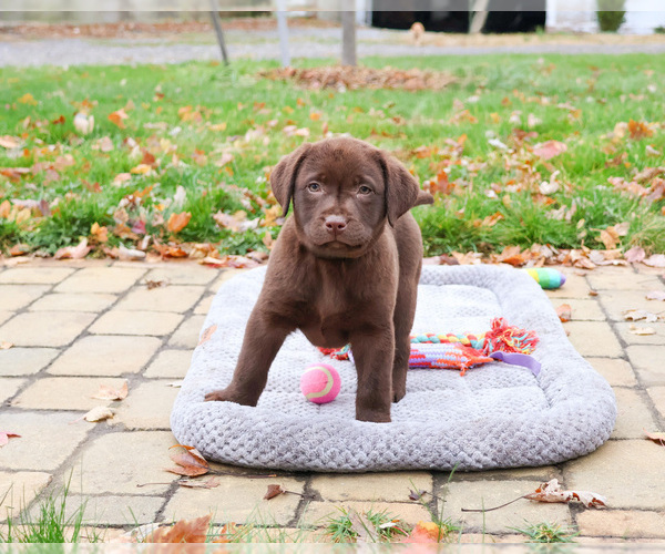 Medium Photo #6 Labrador Retriever Puppy For Sale in SYRACUSE, IN, USA