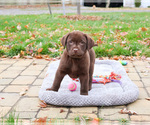 Small #5 Labrador Retriever