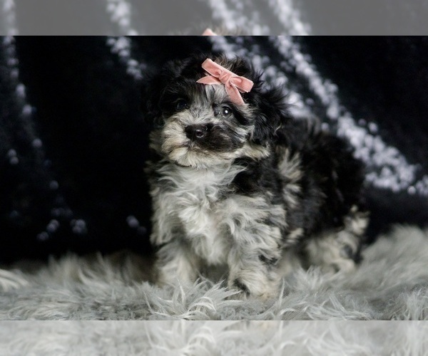 Medium Photo #6 Maltipoo Puppy For Sale in WARSAW, IN, USA