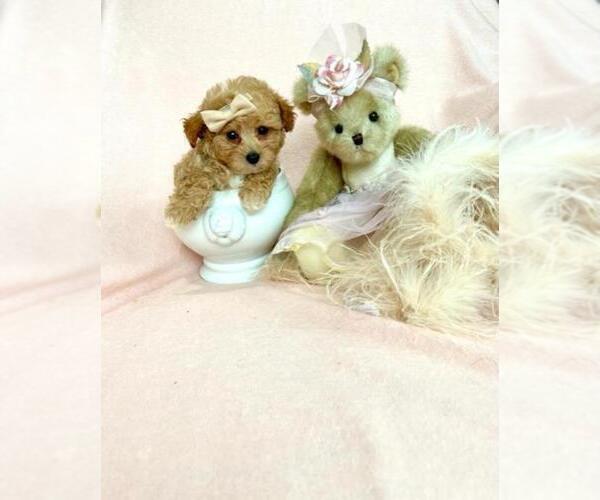 Medium Photo #18 Maltese Puppy For Sale in WINTER PARK, FL, USA