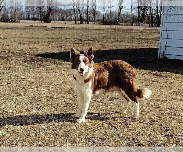 Medium Photo #1 Border Collie Puppy For Sale in NORBORNE, MO, USA