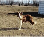 Small Photo #1 Border Collie Puppy For Sale in NORBORNE, MO, USA