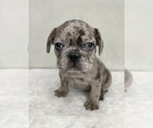 French Bulldog Puppy for sale in CHARLESTON, SC, USA
