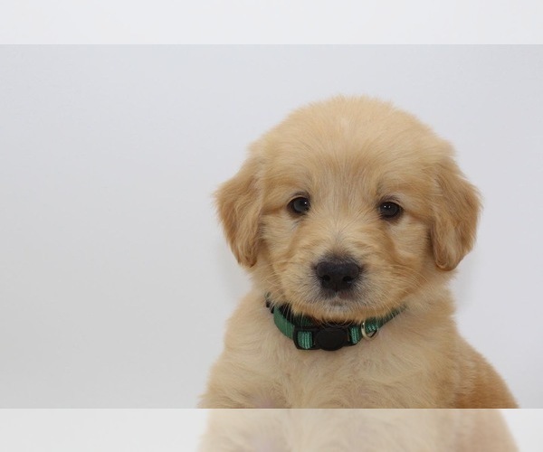 Medium Photo #3 Goldendoodle Puppy For Sale in ROYSE CITY, TX, USA