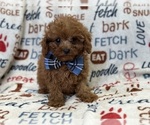 Small Photo #8 Cavapoo Puppy For Sale in LAKELAND, FL, USA
