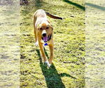 Small #2 Mutt