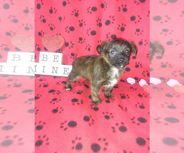 Medium Photo #5 -Yorkshire Terrier Mix Puppy For Sale in LAPEER, MI, USA