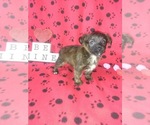 Small Photo #5 -Yorkshire Terrier Mix Puppy For Sale in LAPEER, MI, USA