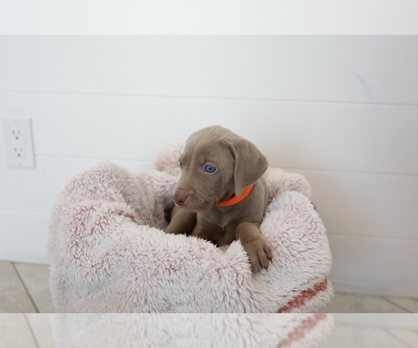 Medium Photo #5 Weimaraner Puppy For Sale in HEMET, CA, USA
