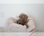 Small Photo #5 Weimaraner Puppy For Sale in HEMET, CA, USA