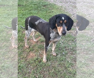 Mother of the Bluetick Coonhound puppies born on 06/21/2022