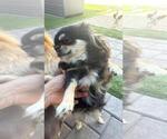 Small Photo #1 Chihuahua Puppy For Sale in PEORIA, AZ, USA