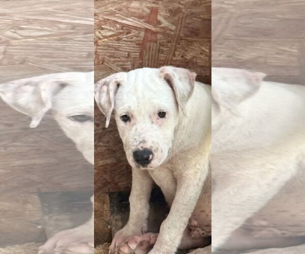 Medium Photo #8 American Pit Bull Terrier-Labrador Retriever Mix Puppy For Sale in The Woodlands, TX, USA