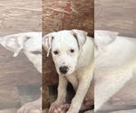 Small #7 American Pit Bull Terrier-Labrador Retriever Mix