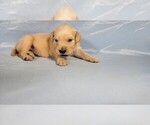 Small Photo #14 Golden Retriever Puppy For Sale in BLACK FOREST, CO, USA