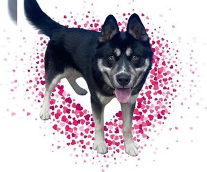 German Shepherd Dog-Siberian Husky Mix Dogs for adoption in Aurora, CO, USA