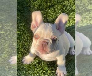 French Bulldog Puppy for sale in BEVERLY HILLS, CA, USA