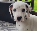 Small Photo #1 Dalmatian Puppy For Sale in WEST ALEXANDER, PA, USA
